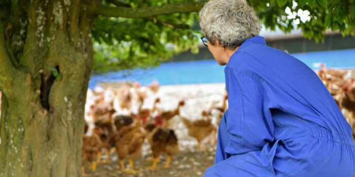 Le circuit court chez Poulet du Gers