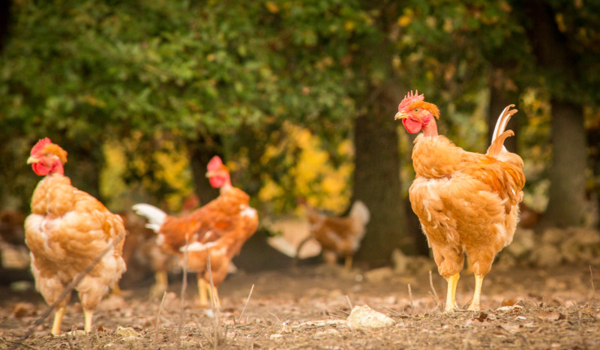 Une journée au cœur du Gers : Elevage en plein air