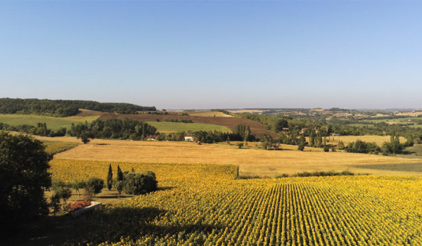 Une journée au cœur du Gers : Champs de Tournesol