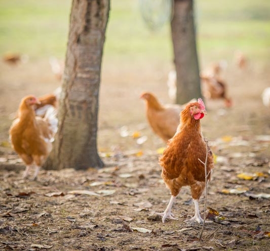 Les résolutions 2020 des Poulets fermiers du Gers !