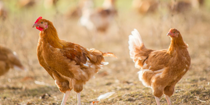Les résolutions 2020 des Poulets fermiers du Gers !