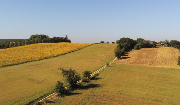 Une journée au cœur du Gers : Champs de Tournesol