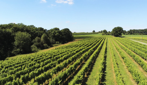 Une journée au cœur du Gers : Les Vignes