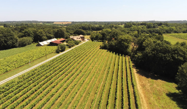 Une journée au cœur du Gers : Les Vignes