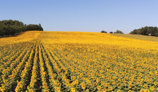Une journée au cœur du Gers : Champs de Tournesol