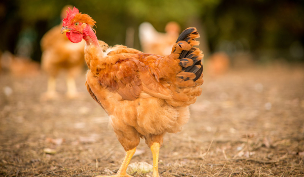 Une journée au cœur du Gers : Elevage en plein air