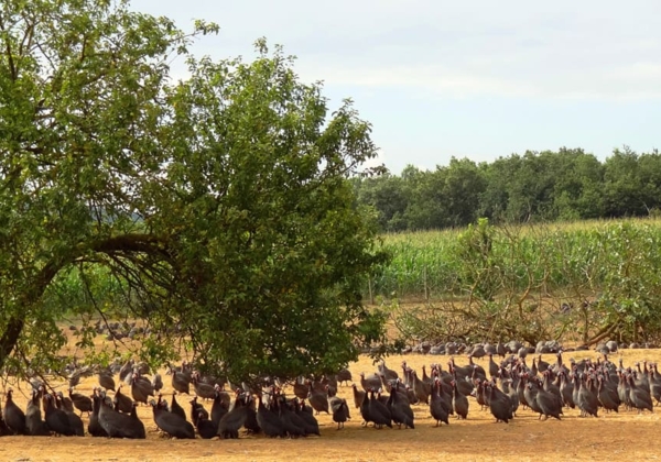 Elevage de pintades en plein air dans le Gers
