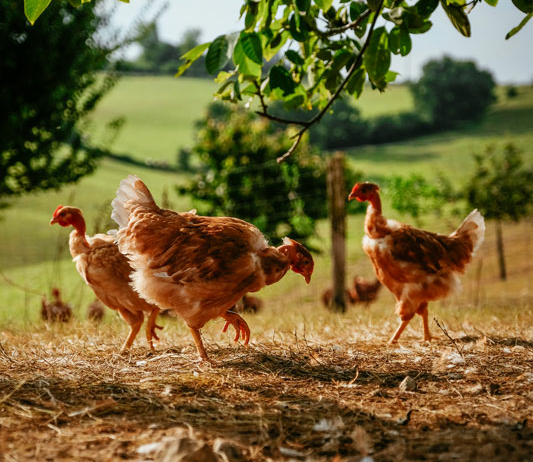 Les volailles du Gers sont médaillées au Concours Agricole 2020 !
