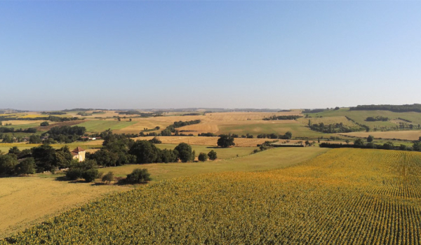 Une journée au cœur du Gers : Champs de Tournesol